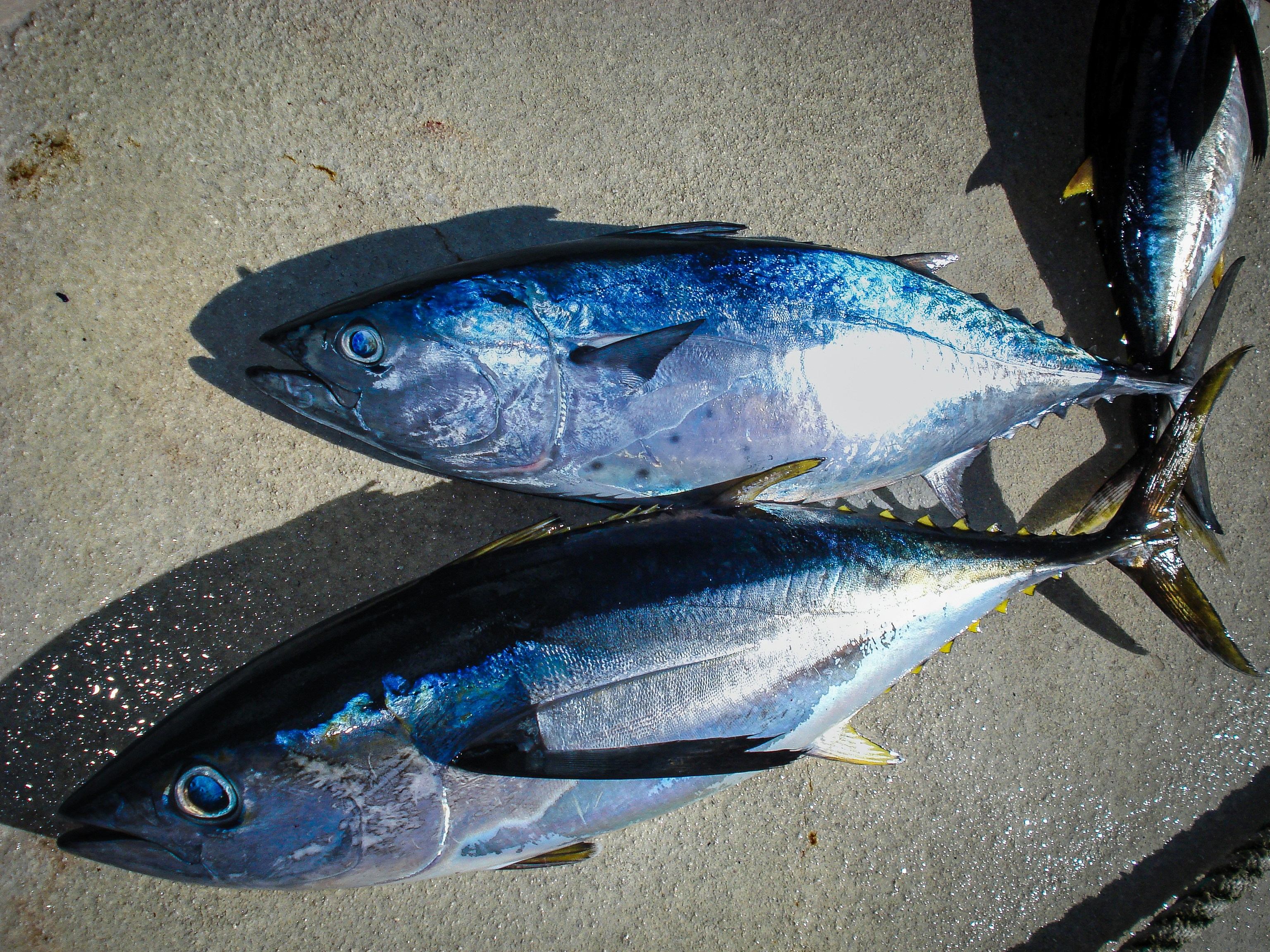 Poissons thon